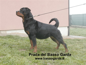 Prada del bassogarda